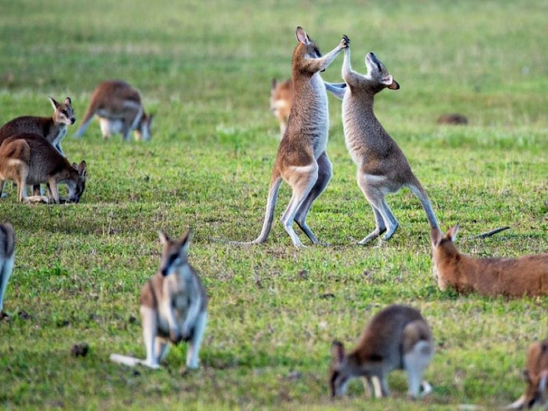 Australia Duo