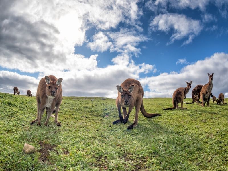 Australia and New Zealand